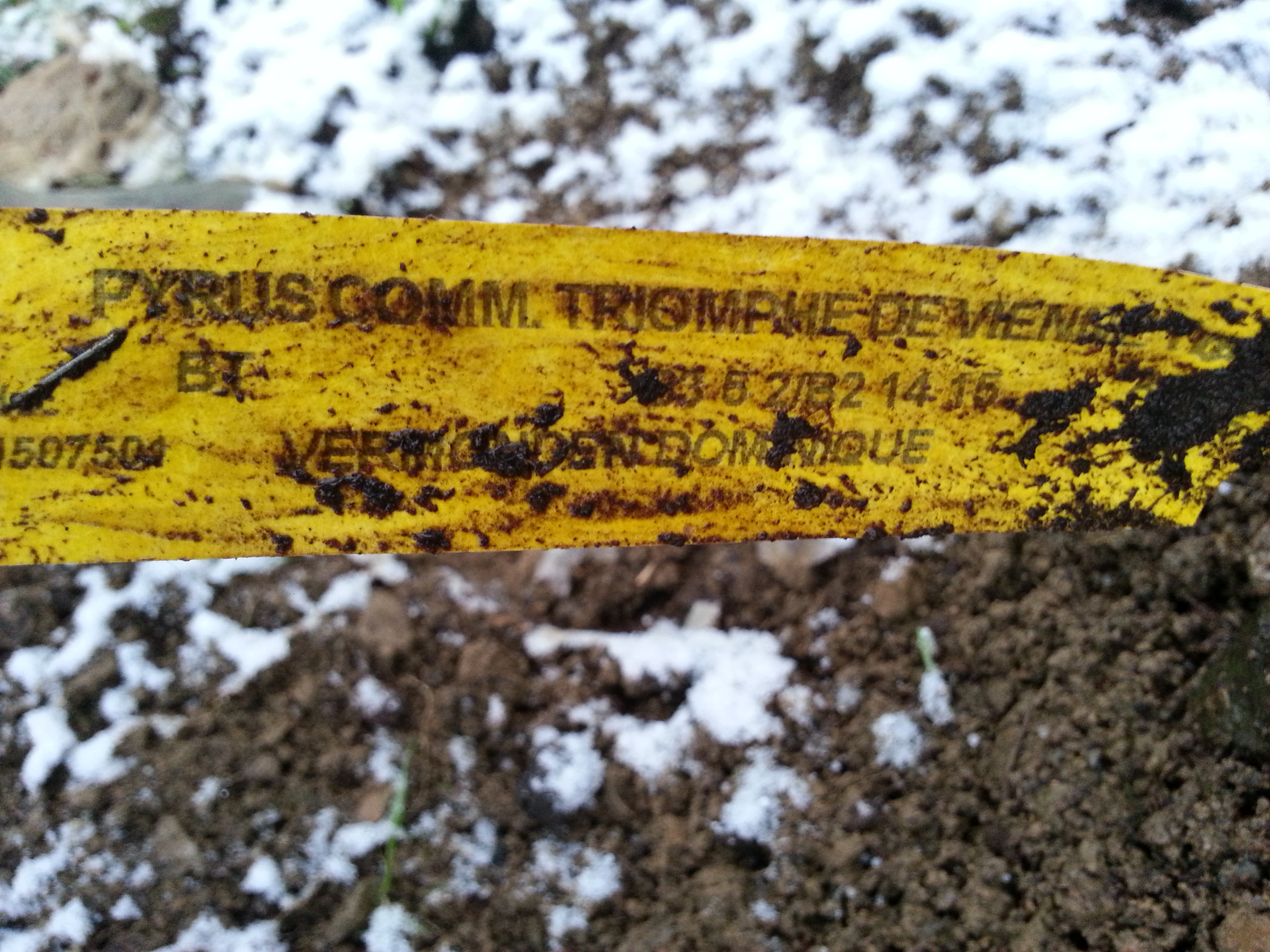 pyrus triomphe de vienne.jpg